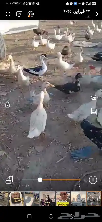 بط كيني و بلدي مصري حمام بلدي 1