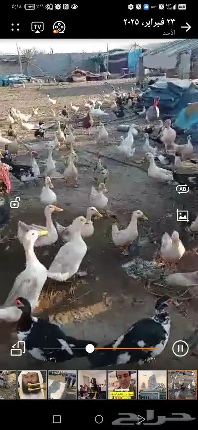 بط كيني و بلدي مصري حمام بلدي 2