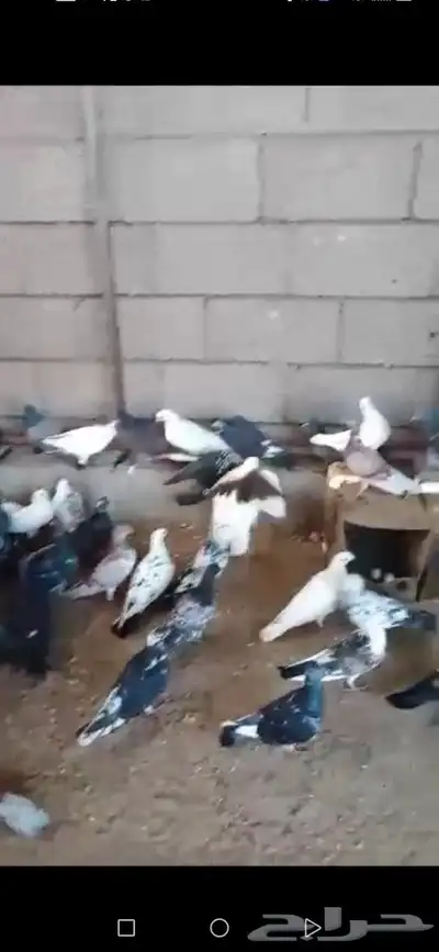 بط كيني و بلدي مصري حمام بلدي 0