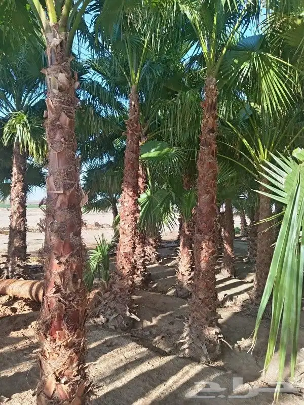 نخل لبيع واشنطونيا زينه ونخيل عربي مثمر 6