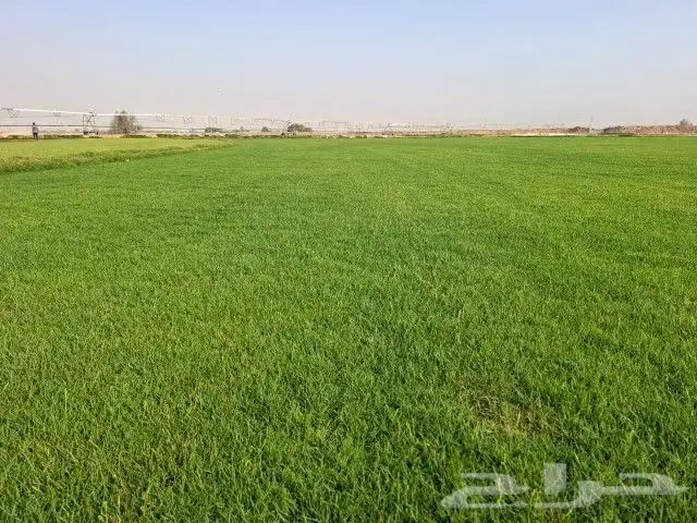 تيل 2000C صافي وطبيعي درجه اولى ممتاز موجود تركيب وتوريد فى 2