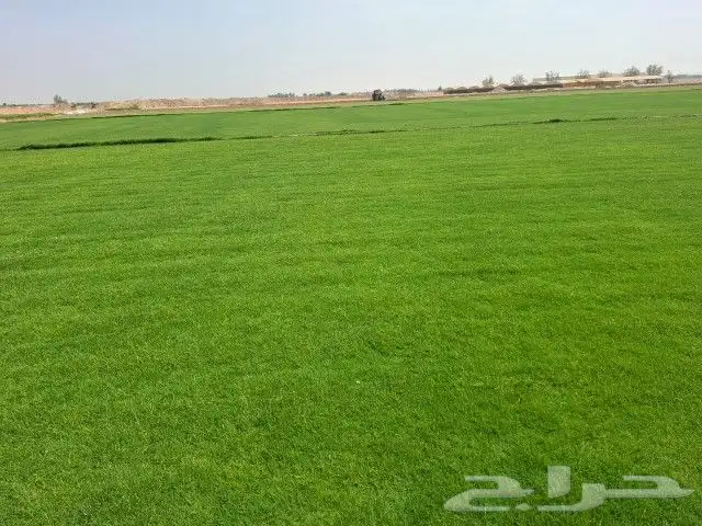 تيل 2000C صافي وطبيعي درجه اولى ممتاز موجود تركيب وتوريد فى 0