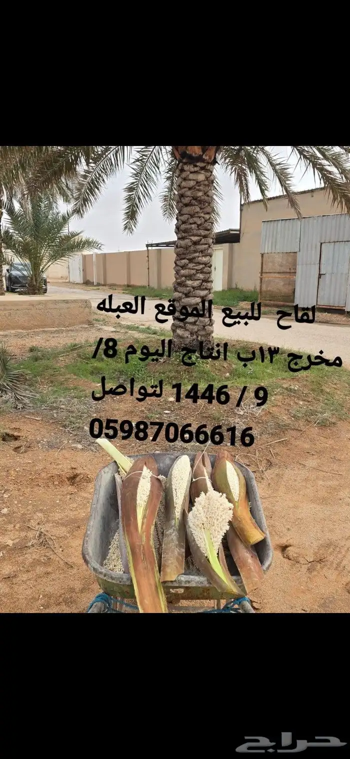 لقاح نخل 4