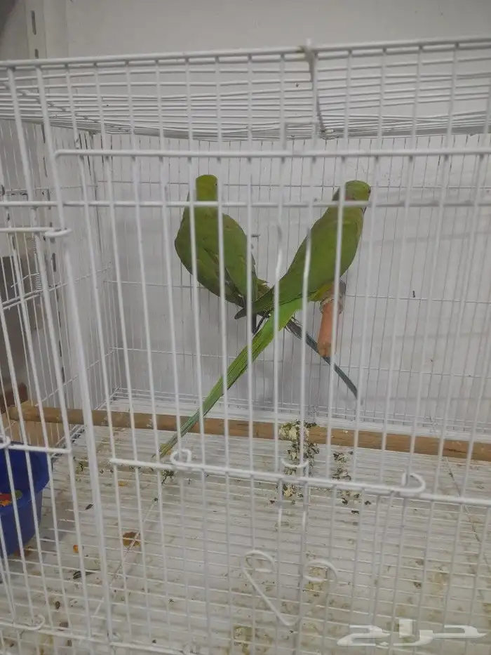 دره للبيع منتج 0