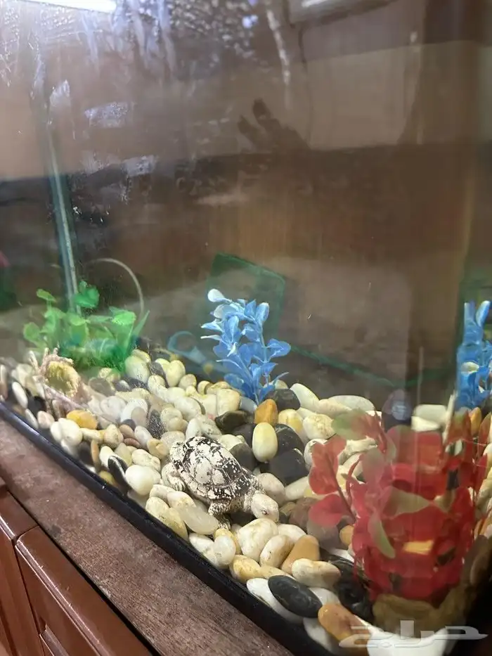 للبيع حوض سمك مع العصا 1