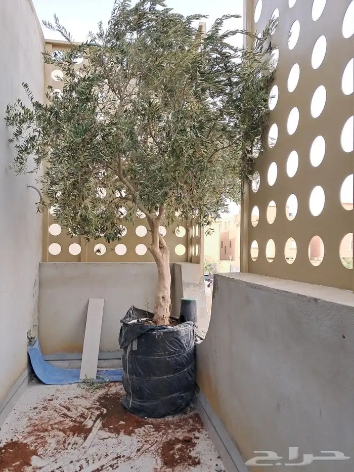 زيتون مثمر نيبالي واسباني ونخيل عربي واشنطني 7