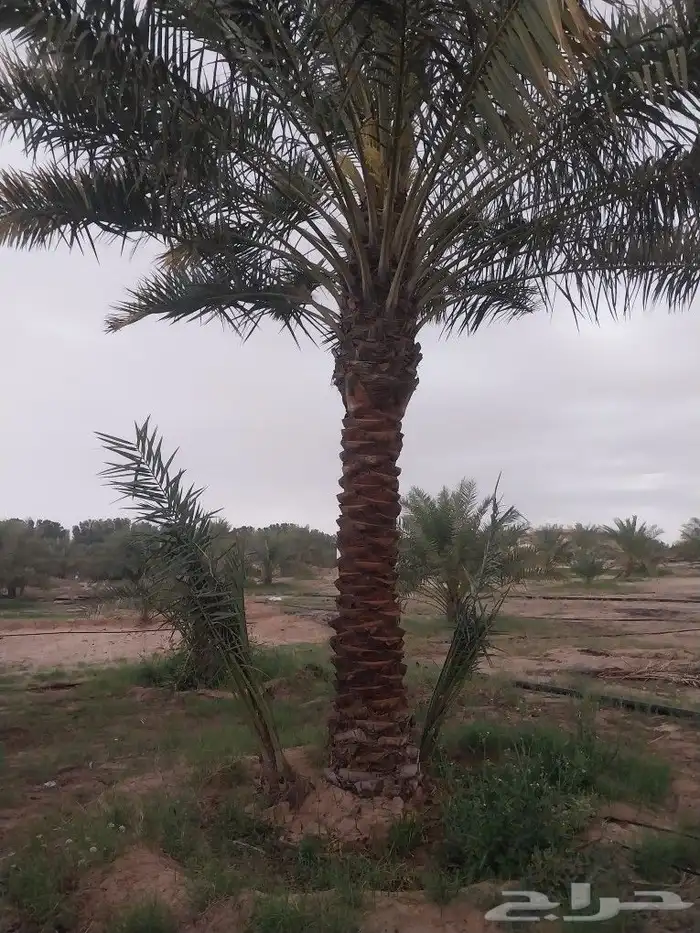 نخيل القصيم نخيل القصيم 0
