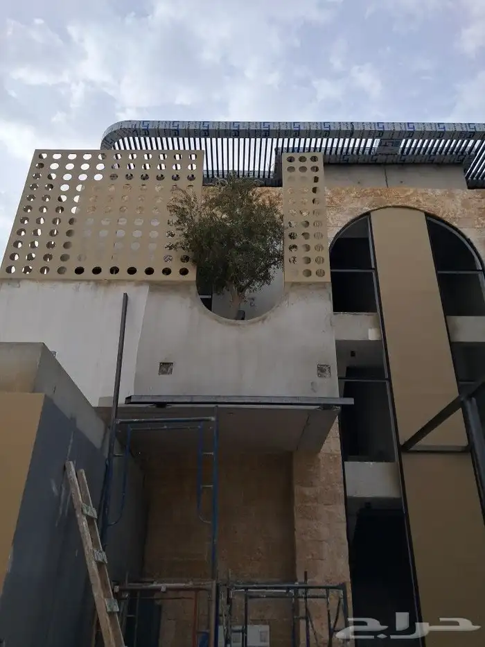 زيتون مثمر نيبالي واسباني ونخيل عربي واشنطني 9