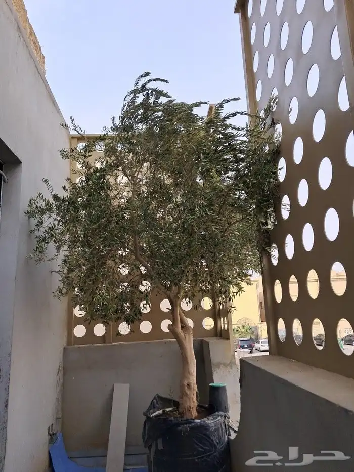 زيتون مثمر نيبالي واسباني ونخيل عربي واشنطني 3