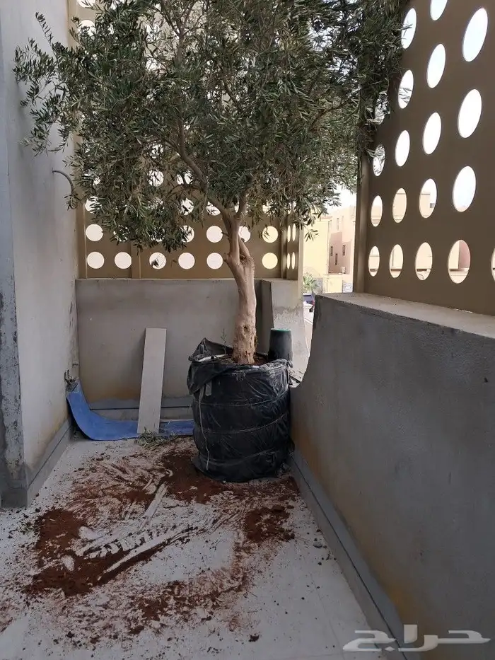 زيتون مثمر نيبالي واسباني ونخيل عربي واشنطني 5