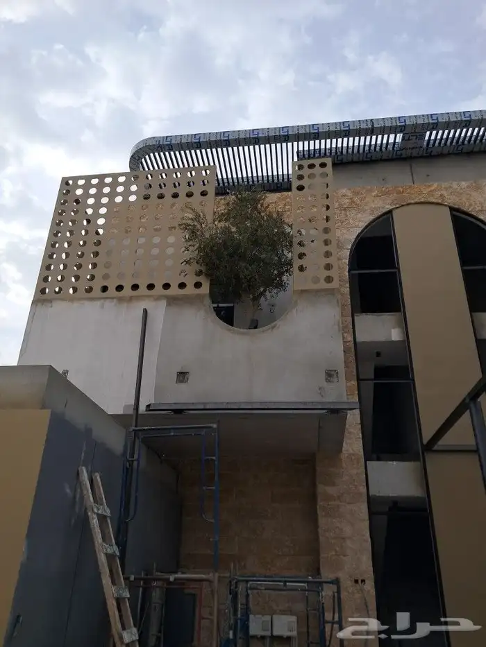 زيتون مثمر نيبالي واسباني ونخيل عربي واشنطني 8