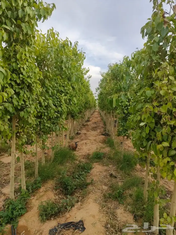 توريد اشجار بالمواصفات واستلام الاستشاري 0