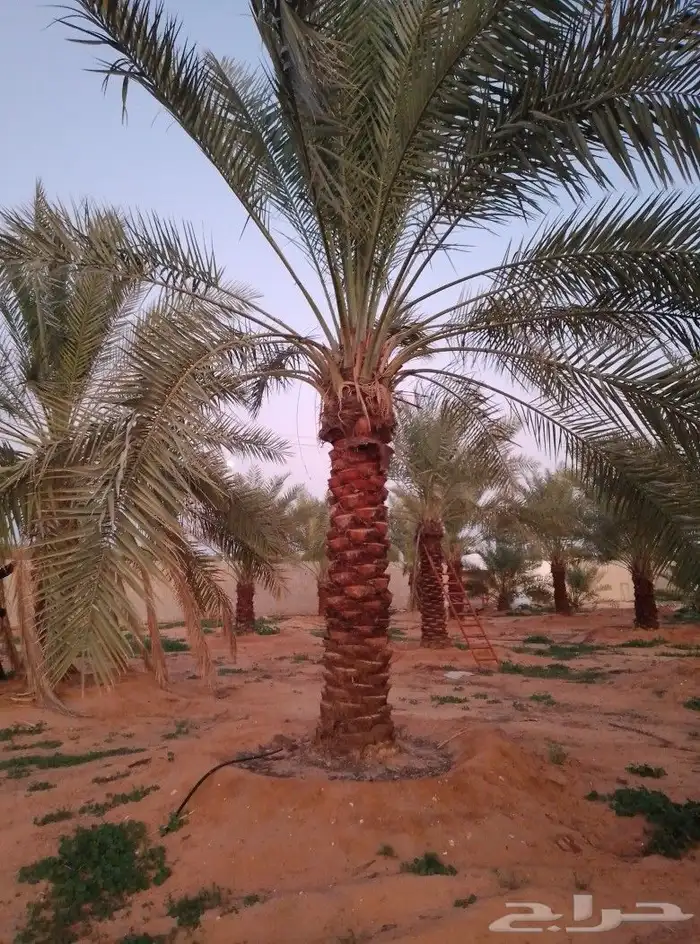 السلام عليكم ورحمت الله يوجد لدينا نخل طيب ومضمون 9