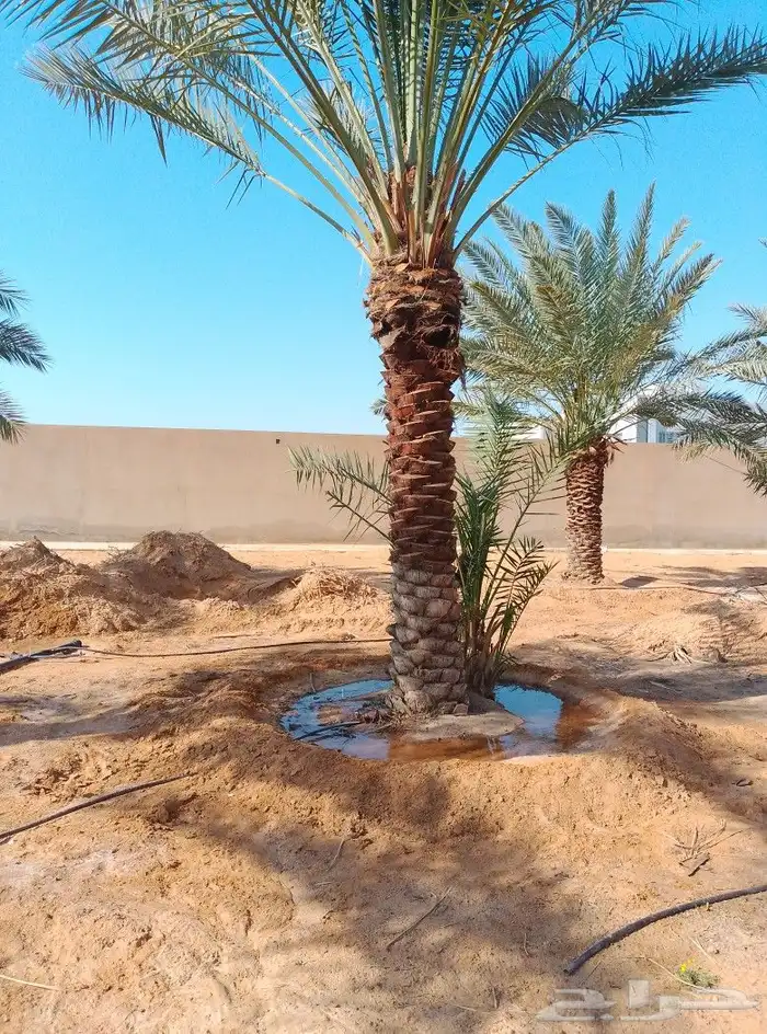 السلام عليكم ورحمت الله يوجد لدينا نخل طيب ومضمون 0