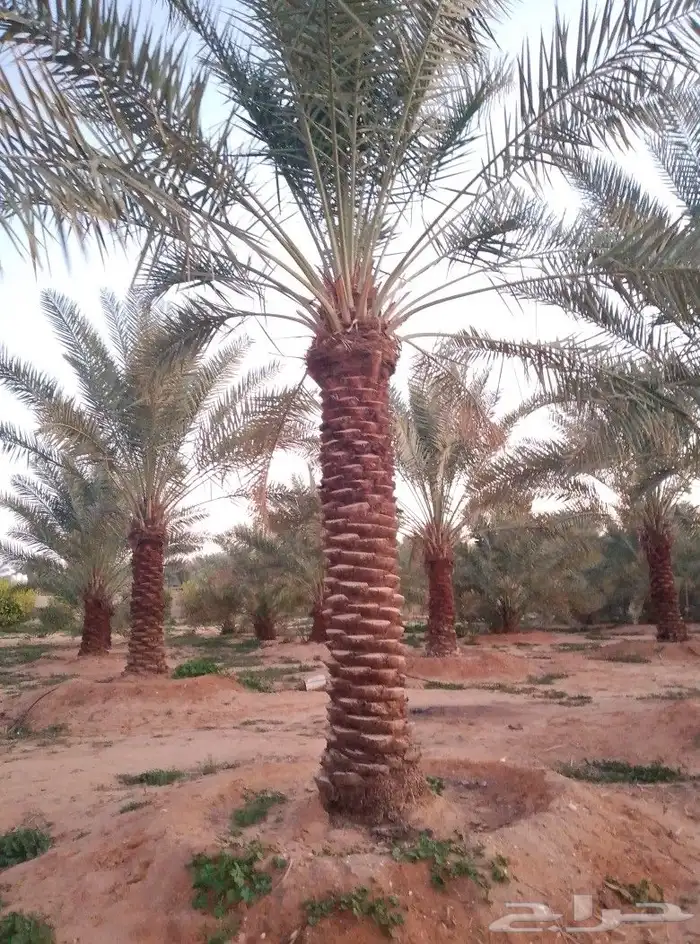السلام عليكم ورحمت الله يوجد لدينا نخل طيب ومضمون 8