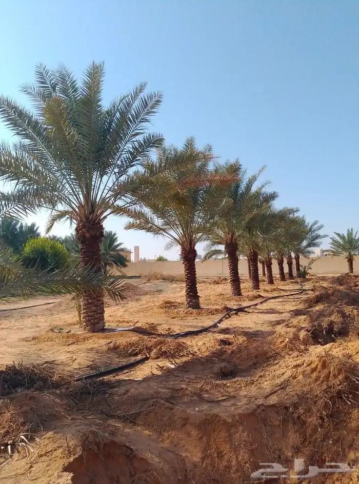 السلام عليكم ورحمت الله يوجد لدينا نخل طيب ومضمون 4
