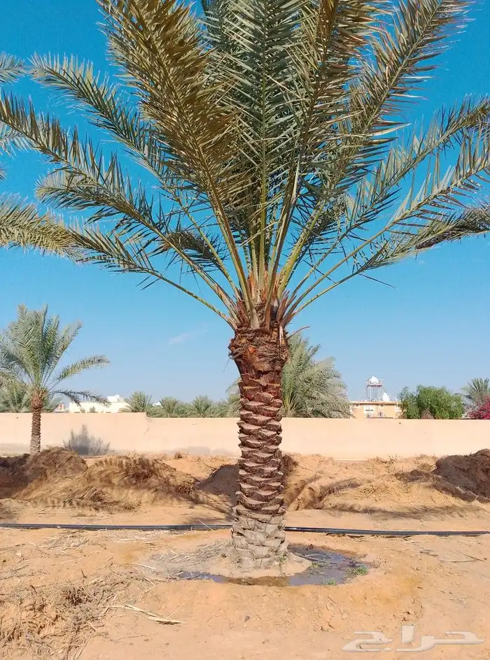 السلام عليكم ورحمت الله يوجد لدينا نخل طيب ومضمون 3