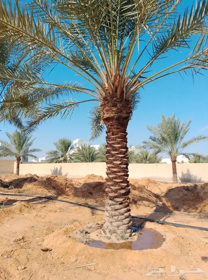 السلام عليكم ورحمت الله يوجد لدينا نخل طيب ومضمون 1