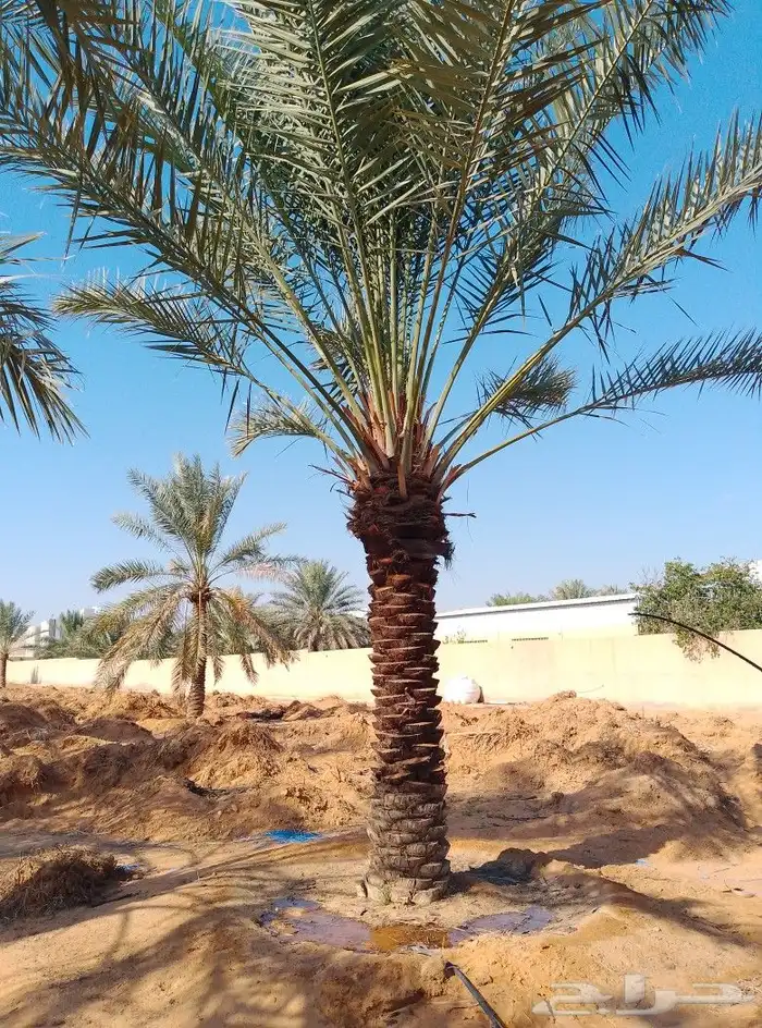 السلام عليكم ورحمت الله يوجد لدينا نخل طيب ومضمون 6