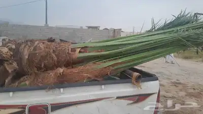 يوجد لدينا جميع انواع انخيل 8