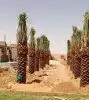 نخل لبيع واشنطونيا زينه ونخيل عربي مثمر 29