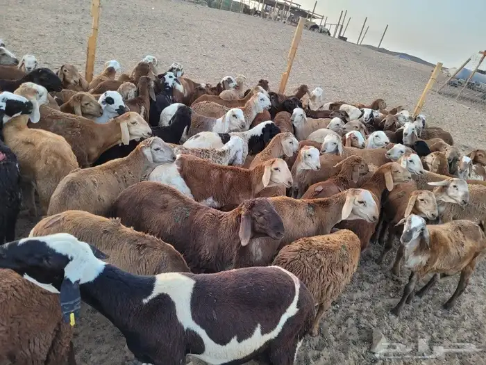 ذبيحتك حري فاخر لباب بيتك وسواكني مربى 5