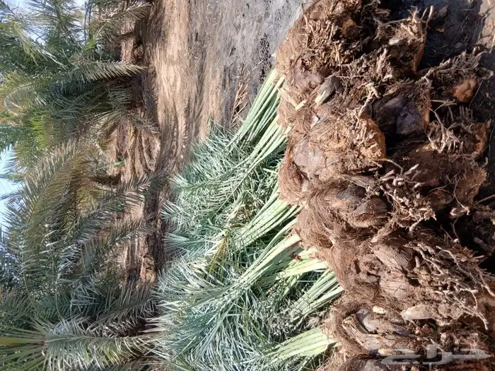 متواجدنخيل في تبوك 4