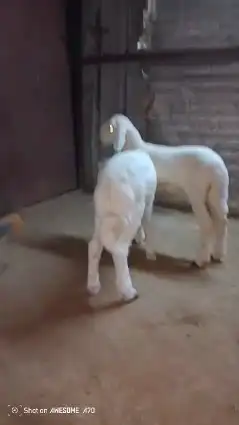 طليان حريه العدد2 3