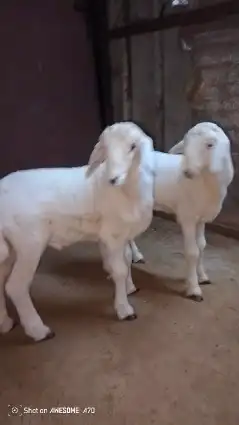 طليان حريه العدد2 1