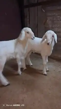 طليان حريه العدد2 2