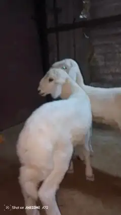 طليان حريه العدد2 0