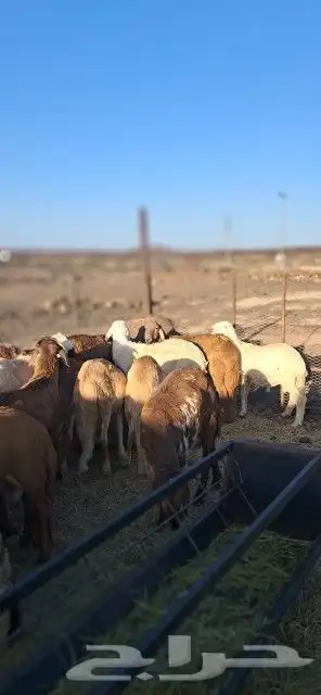 طليان سواكني تم البيع 4