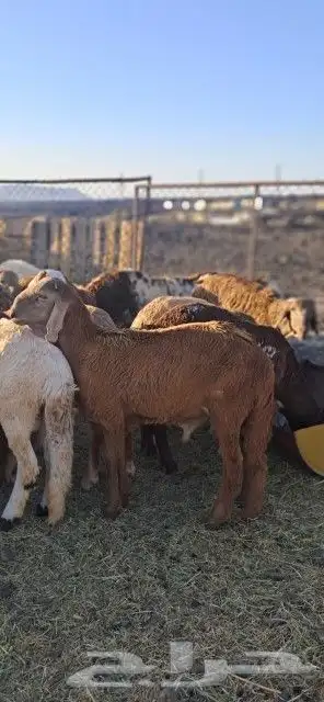 طليان سواكني تم البيع 1