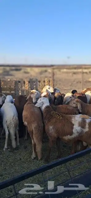 طليان سواكني تم البيع 2