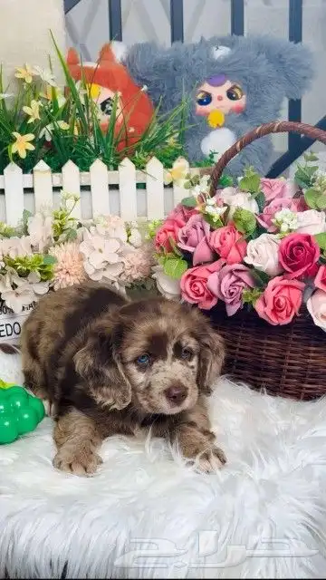 داتش هاوند لونق هير 6