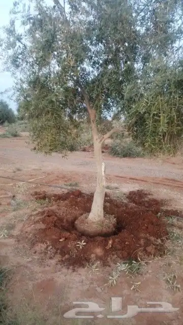 يوجد لدينا حمضيات يوسف فندي برتقال ليمون تين ورمان جوافه 9