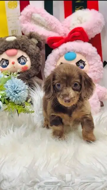 داتش هاوند لونق هير 4