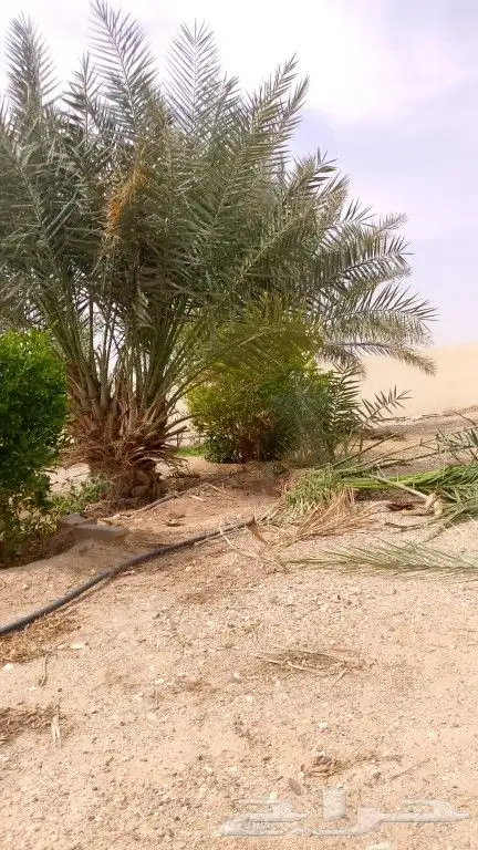 مقاول شبوك ونخيل 5
