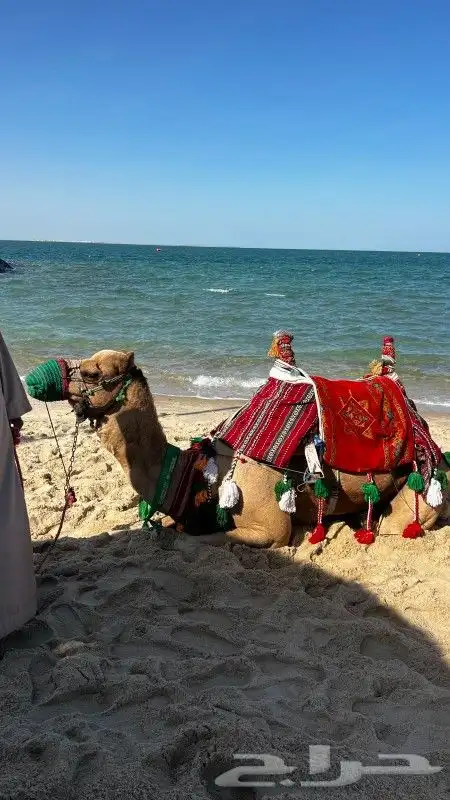 ايجار خيول وجمال وبوانى وسياسى وحنطور لكافة المناسبات 1