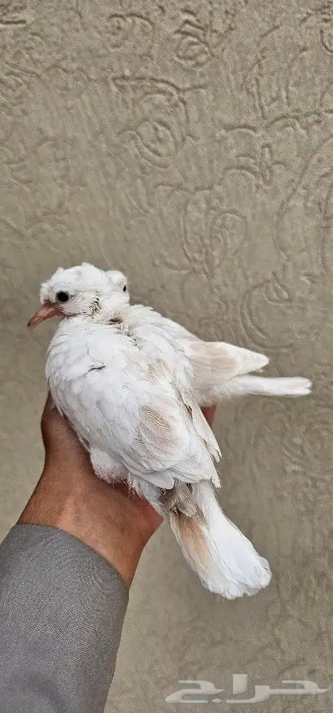 لمحبي النواد جوز يمام ياكريم هولندي كرست مع إنتاجه اليف محجل 3