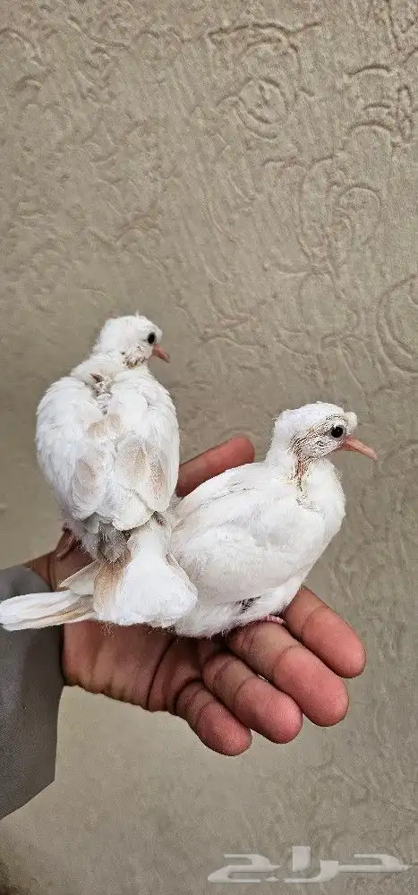 لمحبي النواد جوز يمام ياكريم هولندي كرست مع إنتاجه اليف محجل 2