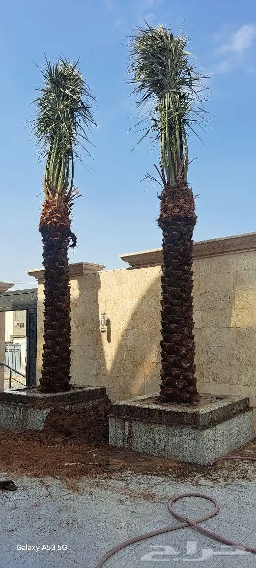 نخيل للبيع عربي واشنطني جده مكه المكرمه الطايف 4