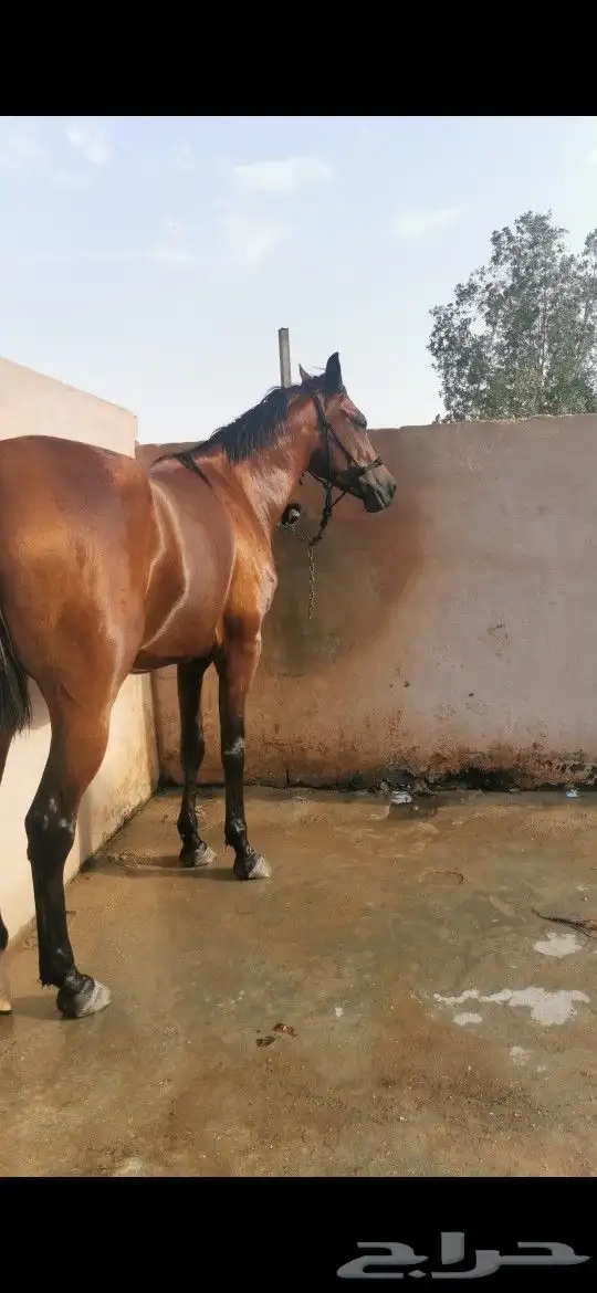 فرس شعبية شيخة 2