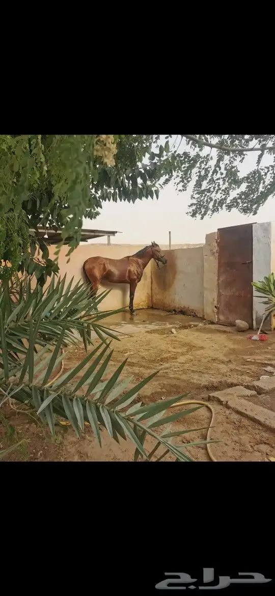 فرس شعبية شيخة 0
