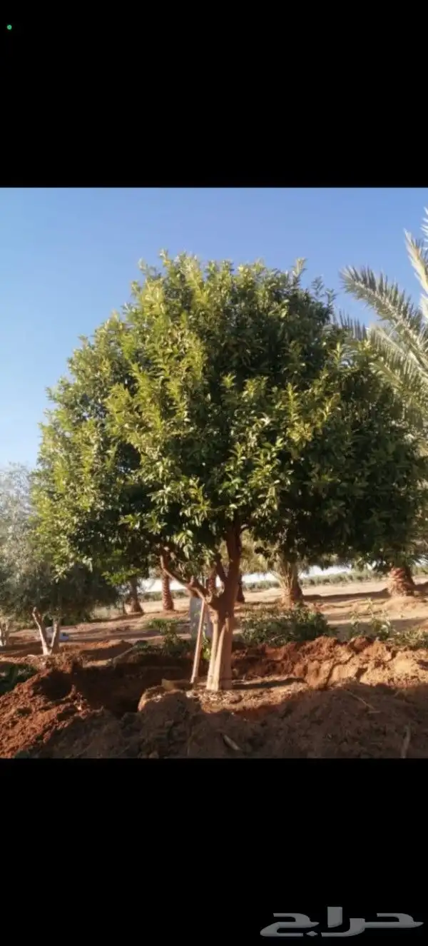 يوجد لدينا حمضيات يوسف فندي برتقال ليمون تين ورمان جوافه 4
