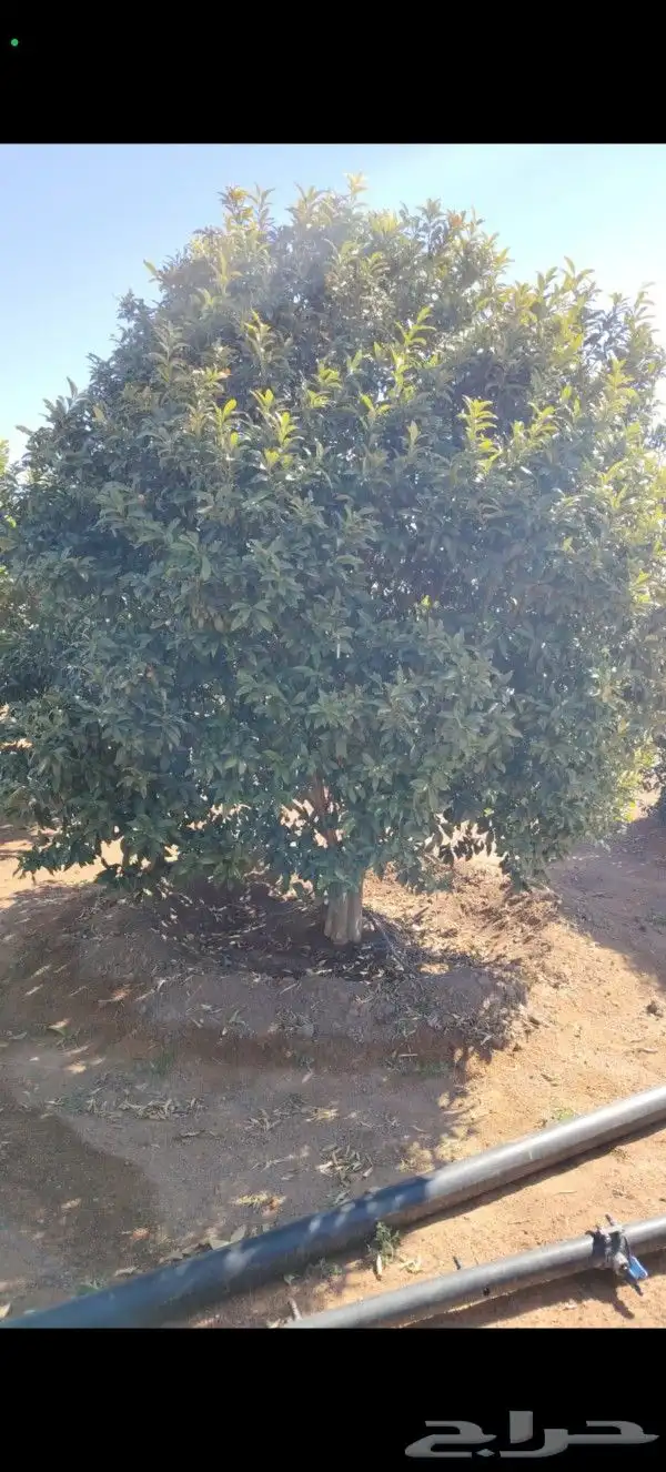 يوجد لدينا حمضيات يوسف فندي برتقال ليمون تين ورمان جوافه 7