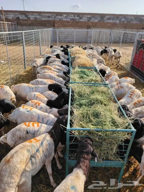 غنم للبيع.. برابر وتيوس للجمله 9