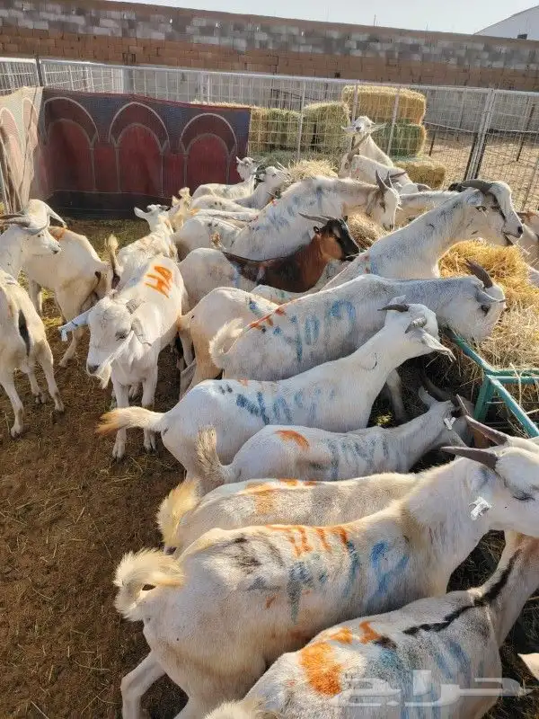 غنم للبيع.. برابر وتيوس للجمله 13