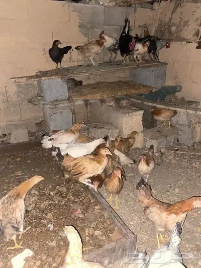 دجاج 0