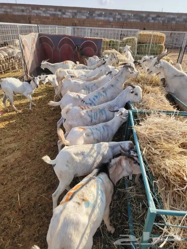 غنم للبيع.. برابر وتيوس للجمله 12